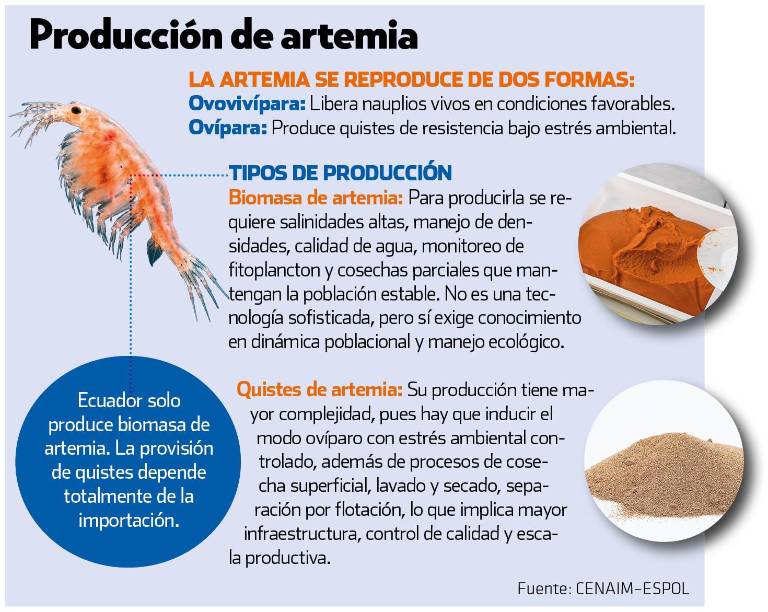 $!Ecuador produce biomasa de artemia: el sector camaronero es el principal comprador