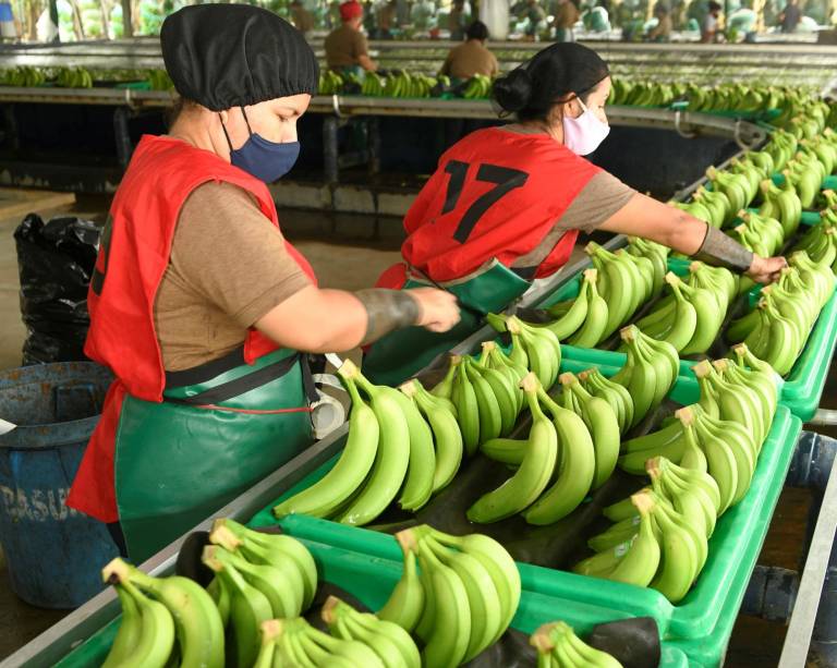 $!El incremento de costos de exportación han impactado negativamente la competitividad del sector bananero.