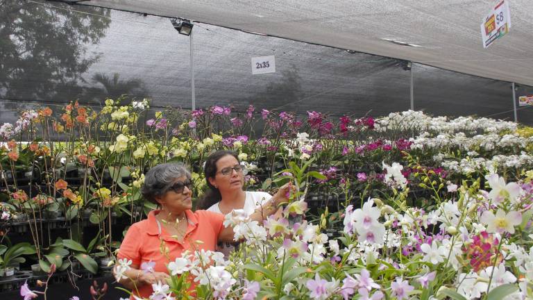 Fiesta de las orquídeas en Guayaquil: más de 1.500 flores se expondrán vía a la costa