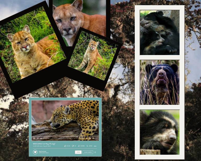 $!Oso Andino, Puma y Jaguar, algunas de las especies que habitan los páramos de Ecuador.