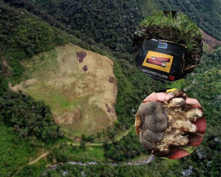 $!Algunos de los problemas que enfrentan los pumas y osos andinos: caza, destrucción de su hábitat y embenenamiento.