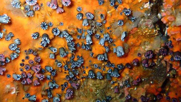 Imagen del coral solitario Rhizopsammia wellingtoni.
