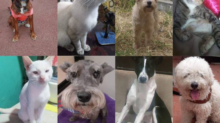 Más de mil mascotas perdidas en seis meses en Guayaquil