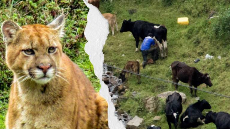 El otro lado del ataque de ovejas en Cotopaxi: cacería, incendios, fauna urbana y expansión agrícola