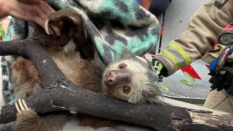 Salvan a oso perezoso de morir electrocutado en el norte de Guayaquil