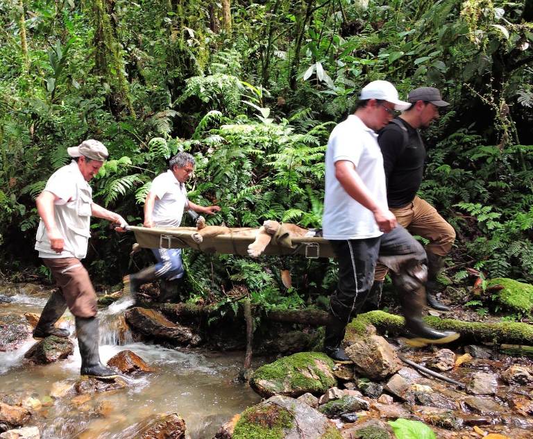$!Andrés Laguna en el rescate de un puma.