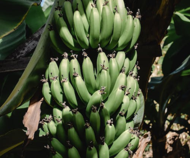 $!El gremio bananero ha implementado sistemas de rastreo privado en sus cadenas de valor. No obstante, este producto continúa siendo uno de los más afectados por actividades de grupos de delincuencia organizada.