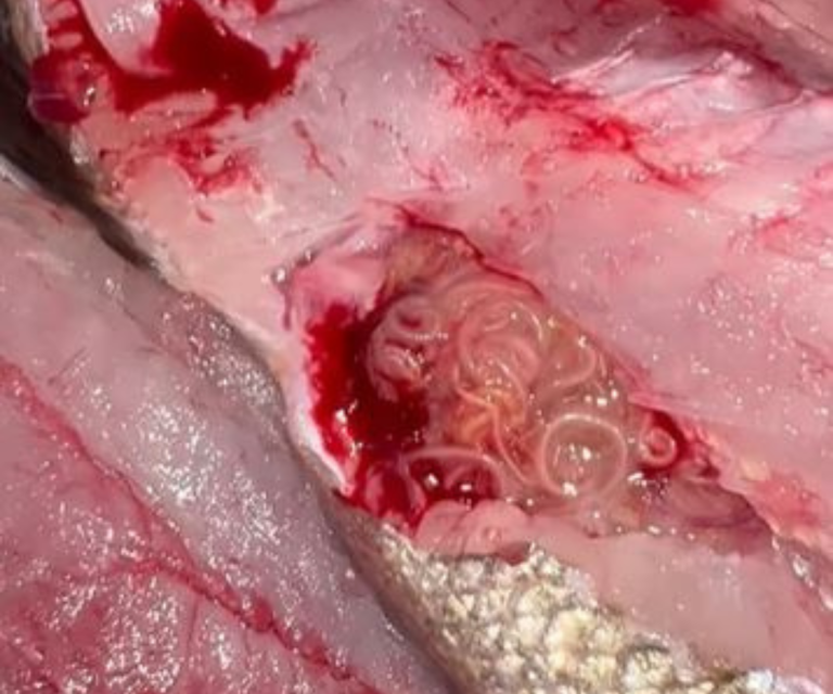 $!Captura de video en el que se observan los gusanos al interior de la lubina.