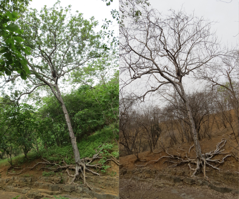 $!Estas fotografías tomadas recientemente establecen una comparación entre un árbol del bosque seco tropical lojano durante época de verano e invierno, que demuestra el profundo cambio de condiciones que atraviesa el ecosistema, una de las razones por las que se lo considera en peligro crítico.