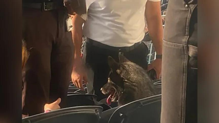 Tuvimos una fanatica de cuatro patas: Perrita se infiltró en un concierto de Metallica tras escapar de su casa y se volvió viral
