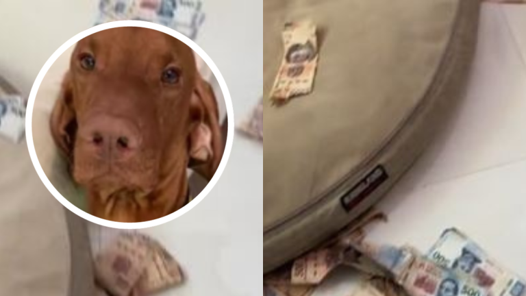 Fotografía de Chavito y los billetes que mordisqueo.