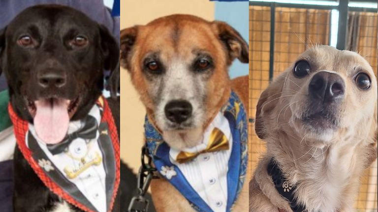Crillón (C), Darla (D) y más perritos podrán ser adoptados en el parque Samanes este sábado.