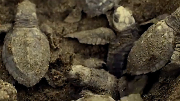 Casi 5 mil tortugas marinas 'golfinas', catalogadas como vulnerables, nacen en Ecuador