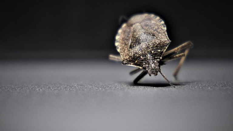 Plaga de chinches genera psicosis en París a menos de un año de los Juegos Olímpicos