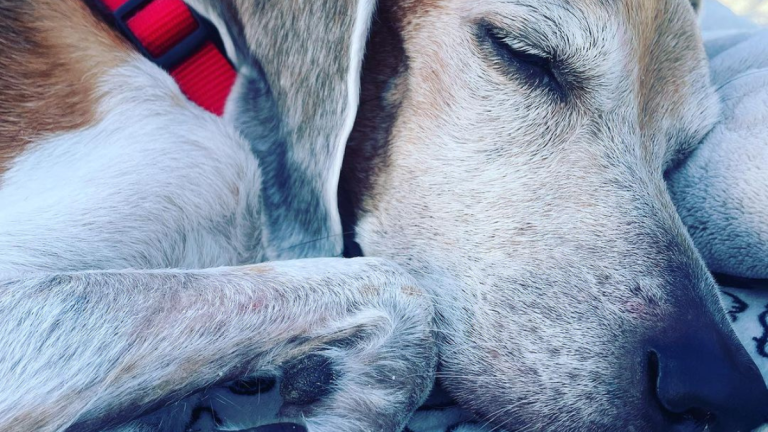 La tierna despedida de Walter: un perrito enfermo pasa un último día especial junto a su familia