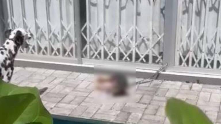 Perrito falleció amarrado y expuesto al sol en un patio de la urbanización La Joya, a las afueras de Guayaquil