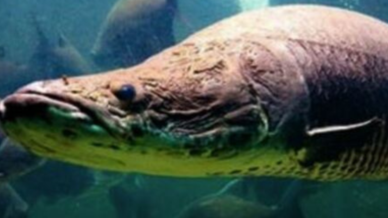 El pez que se alimenta de pirañas y amenaza a las especies nativas en Bolivia