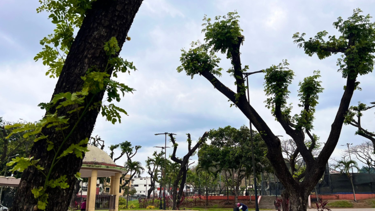 Aquiles Alvarez destaca que árboles de Guayaquil están poco a poco recuperándose de la plaga de la cochinilla