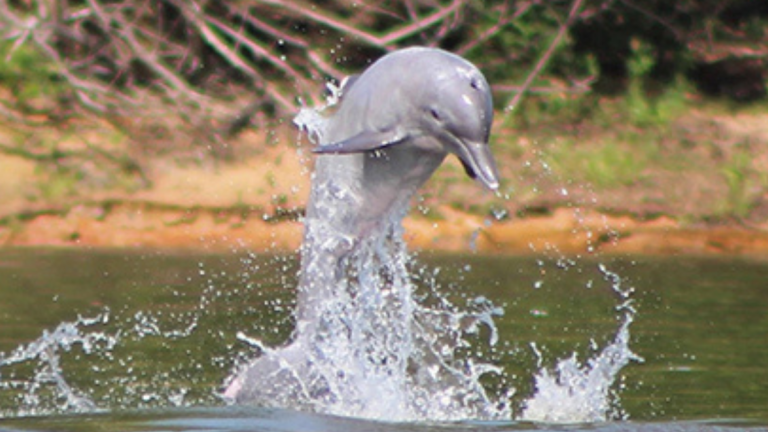 Acuerdo global para salvar a los delfines de río ​​​​de la extinción es firmado por Ecuador y diez países más
