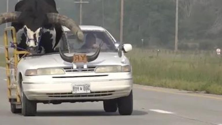 Es su amigo y compañero: Hombre que condujo con un toro como copiloto en Estados Unidos se volvió viral