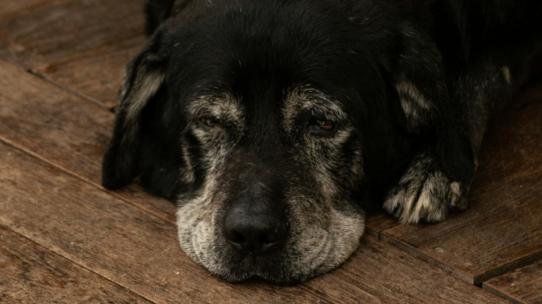 Perros viejitos que anhelan una familia podrán ser adoptados en el parque Samanes, este sábado 20 de enero