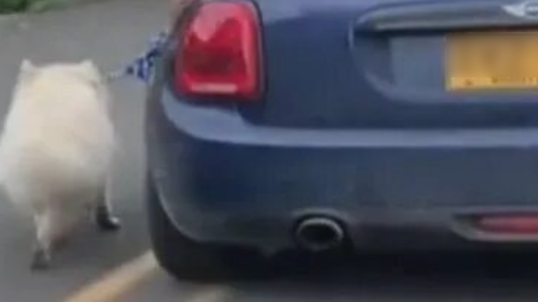 Indignación en Bogotá contra hombre que obligó a su perro a correr al lado de su carro en movimiento aumenta tras decisión de autoridades