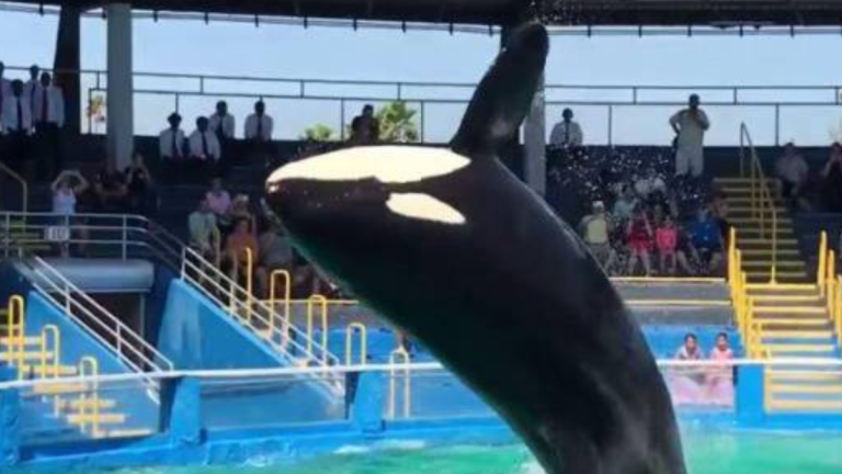 Murió Lolita, la icónica orca del acuario de Miami que pasó más de cinco décadas en cautiverio