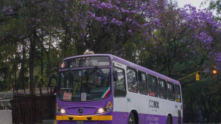 Florecen las jacarandas de México en enero ¿primavera adelantada o crisis climática?