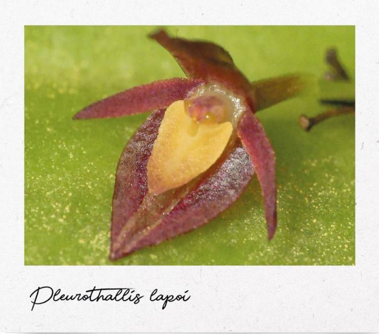 $!El nombre de la especie es en honor a Lester Lapo, destacado cultivador de orquídeas del cantón El Pangui.