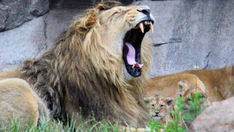 ¿Por qué un zoológico en Dinamarca acepta mascotas como alimento para sus depredadores?