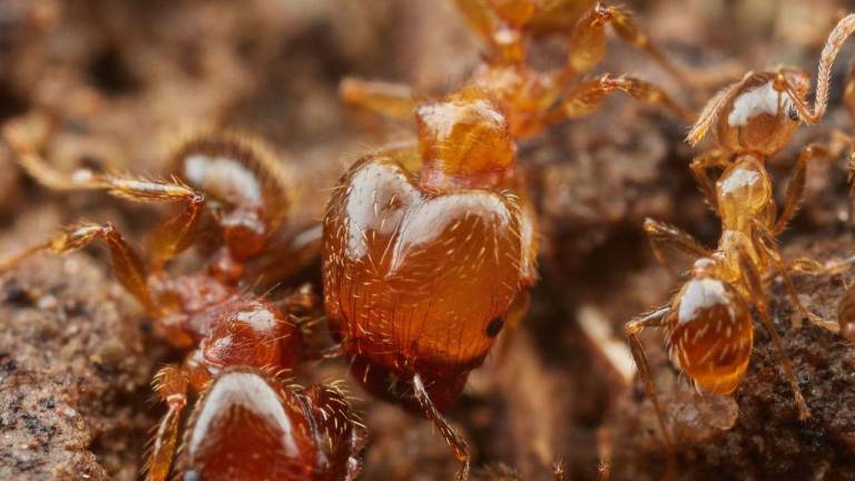 Detectan una de las peores especies de hormigas invasoras en Ecuador