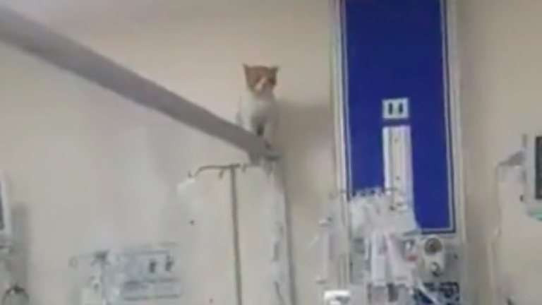 Hospital Teodoro Maldonado explica cómo entró un gato hasta el área de cuidados intensivos