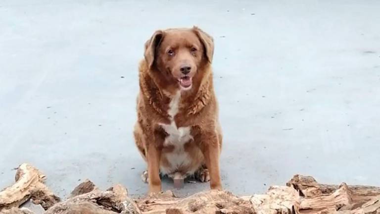 Bobi, un perro portugués de 30 años, fue reconocido por los Récord Guiness como el más viejo de la historia