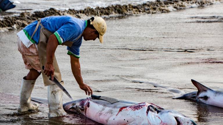 Puerto Lopez, Ecuador / Aug 19, 2016: Man cuts the fins off a dead shark, as part of processing the fish for human consumption in Puerto Lopez, Ecuador