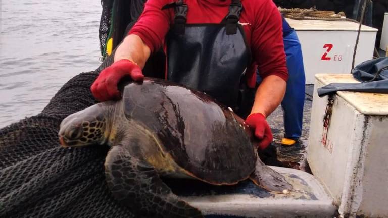 Tripulante de NIRSA liberando a una tortuga marina.