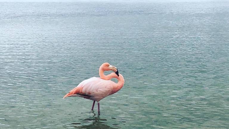 Luego de 10 años, flamingo es captado en una playa de Galápagos