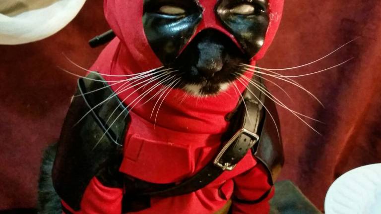 Conozca a Catpool, la versión felina de Deadpool
