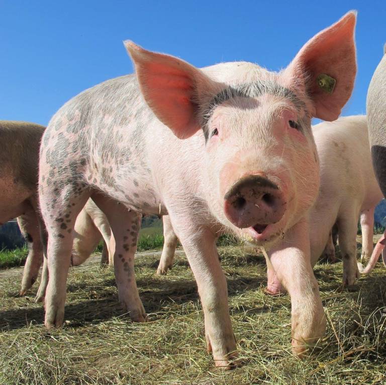 $!Para muchas personas, los cerdos son donantes de órganos ideales por su tamaño, rápido crecimiento y grandes camadas de crías.