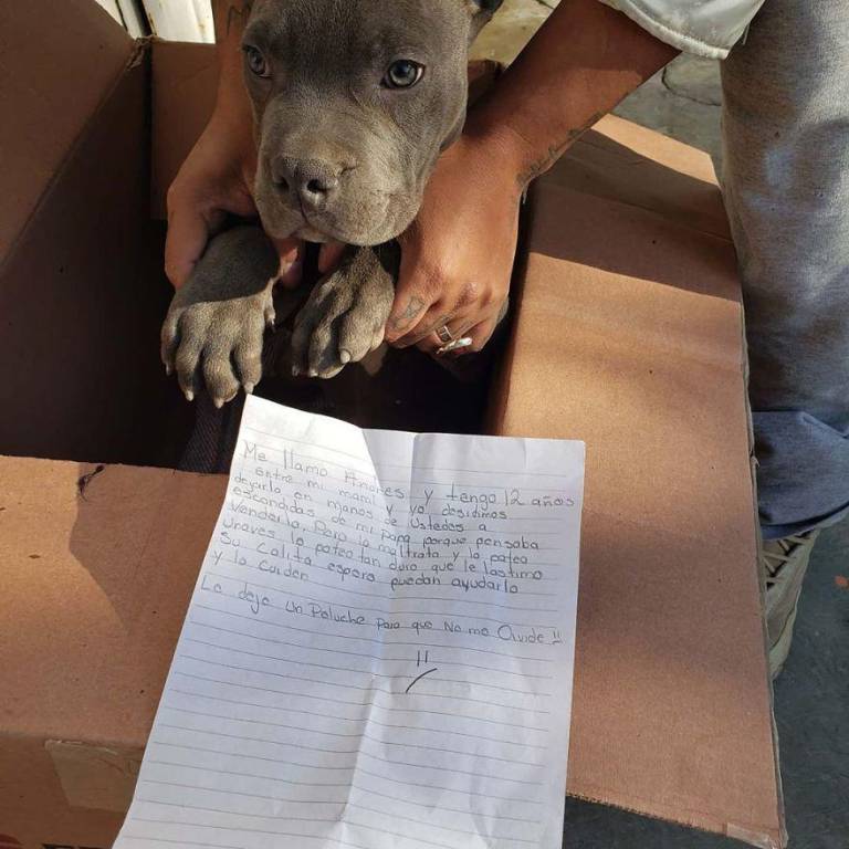 $!“Espero que puedan ayudarlo y que lo cuiden”: el mensaje de un niño que entregó a su perro para que su padre no lo maltrate