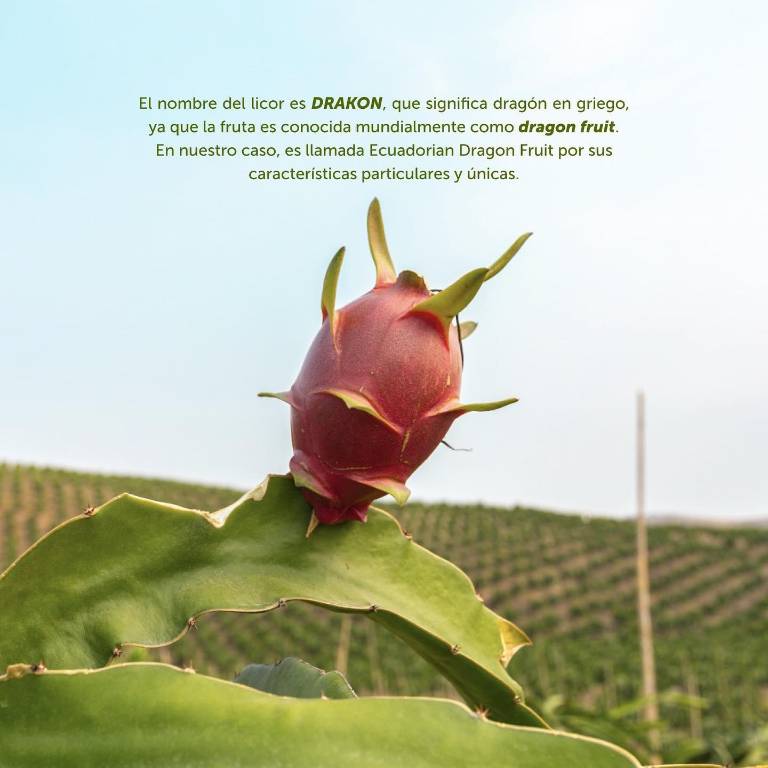 $!Drakon Triple Destilado está hecho 100% de pitahaya ecuatoriana, una fruta exótica conocida por su alto valor nutricional.