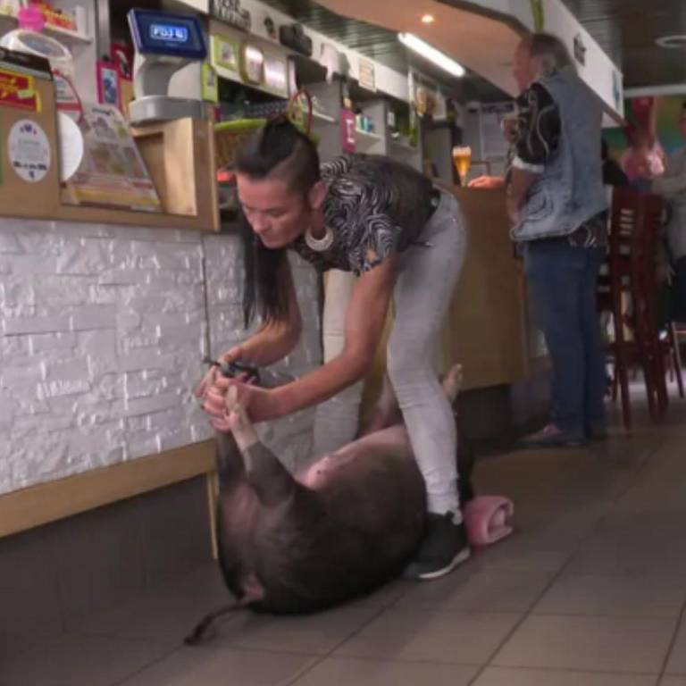 $!Mujer francesa hace pedicuras a cerdos por toda Francia