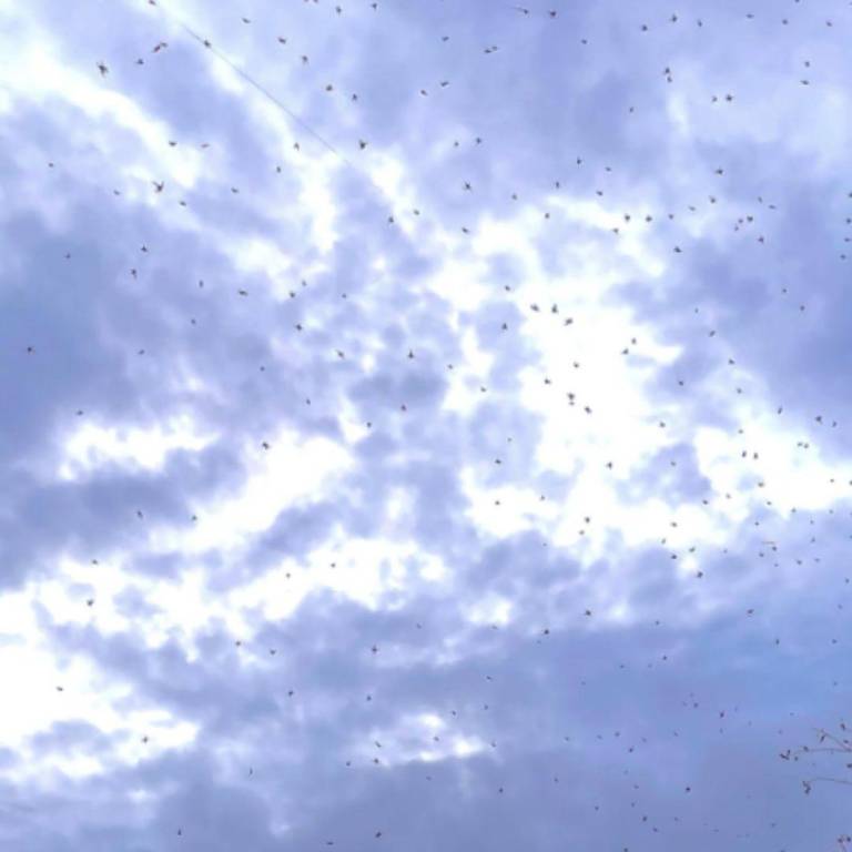 $!Lluvia de arañas en Brasil.
