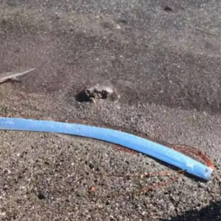 $!Pez remo apareció en México.