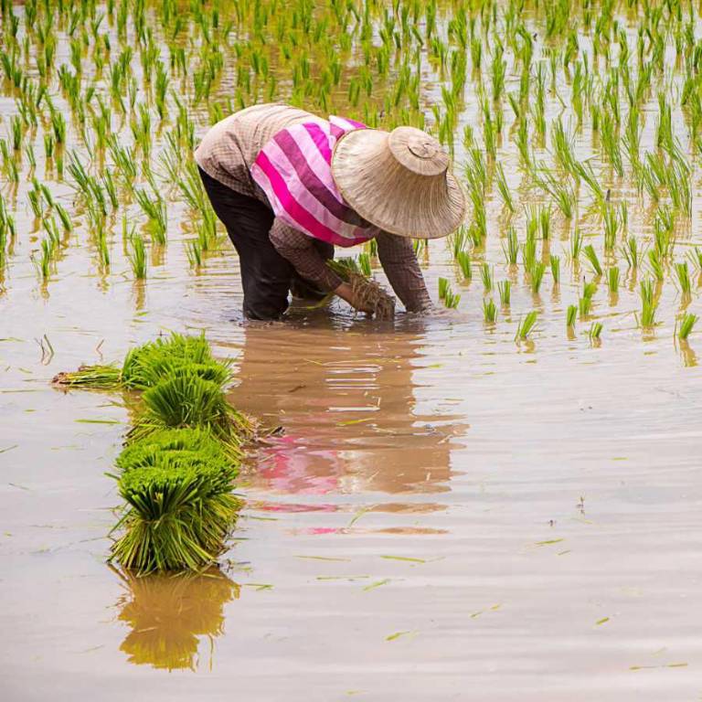 $!No existen formularios ni inscripciones abiertas, aclaró el MAGAP.