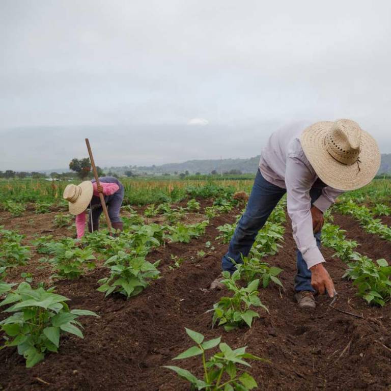 $!Podrán acceder hogares en situación de pobreza vinculados al campo o al mar.