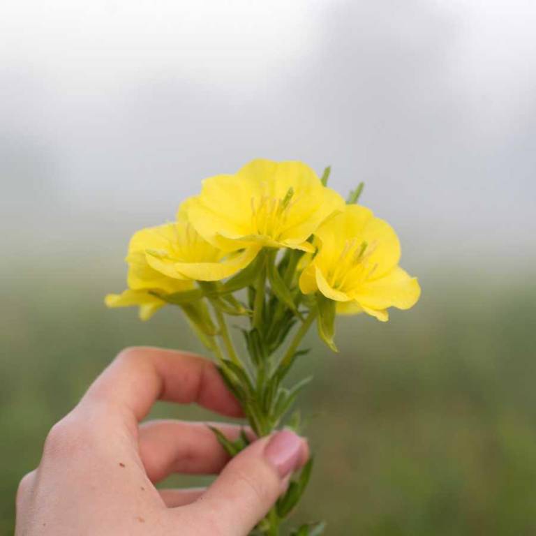 $!La eliminación del subsidio al diésel encareció los costos para comerciantes.