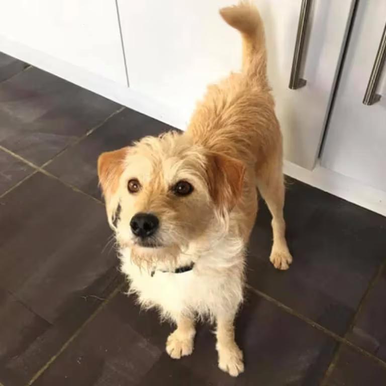 $!Bobby es el perro rescatado que ahora actúa en 'House of Dragon'