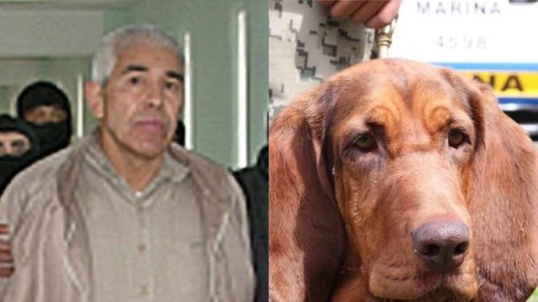 Max: el perrito que halló entre matorrales a uno de los narcos más buscados en México
