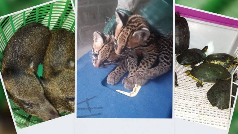 Rescatan a 12 especies de vida silvestre en Esmeraldas y Manabí: los animales estaban encerrados en viviendas