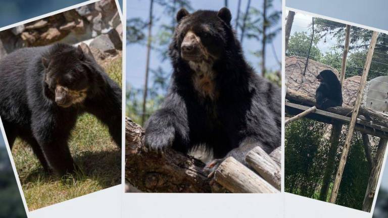 La historia de Timo: el oso andino rescatado de una colección privada que no volverá a su hábitat